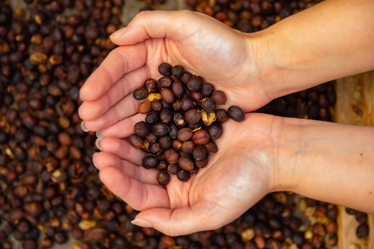 Robusta kafa